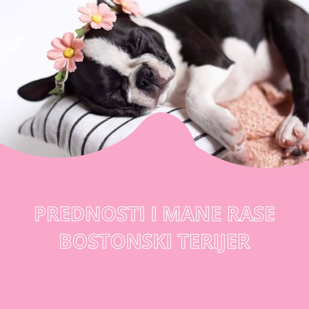 Boston terrier