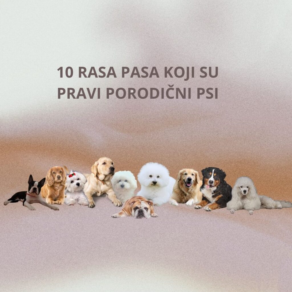 NAJBOLJI PSI ZA DECU – 10 RASA PASA KOJI SU PRAVI PORODIČNI PSI ...