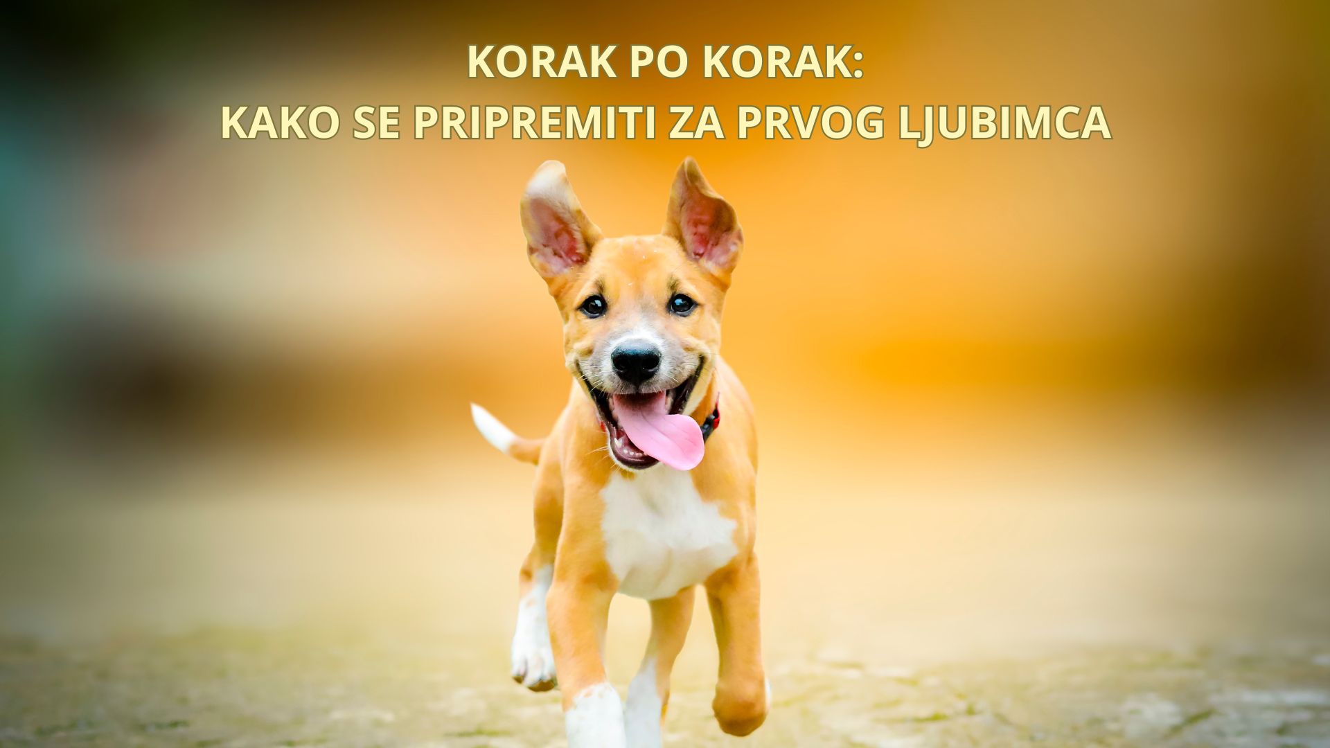 KAKO SE PRIPREMITI ZA PRVOG LJUBIMCA