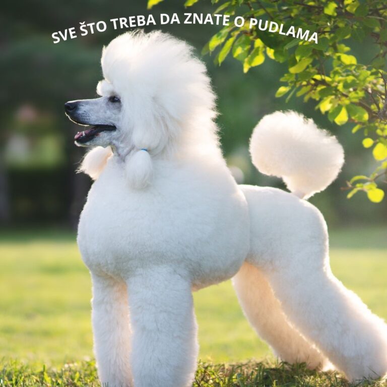 Pudla: Sve što niste znali o ovoj fascinantnoj rasi