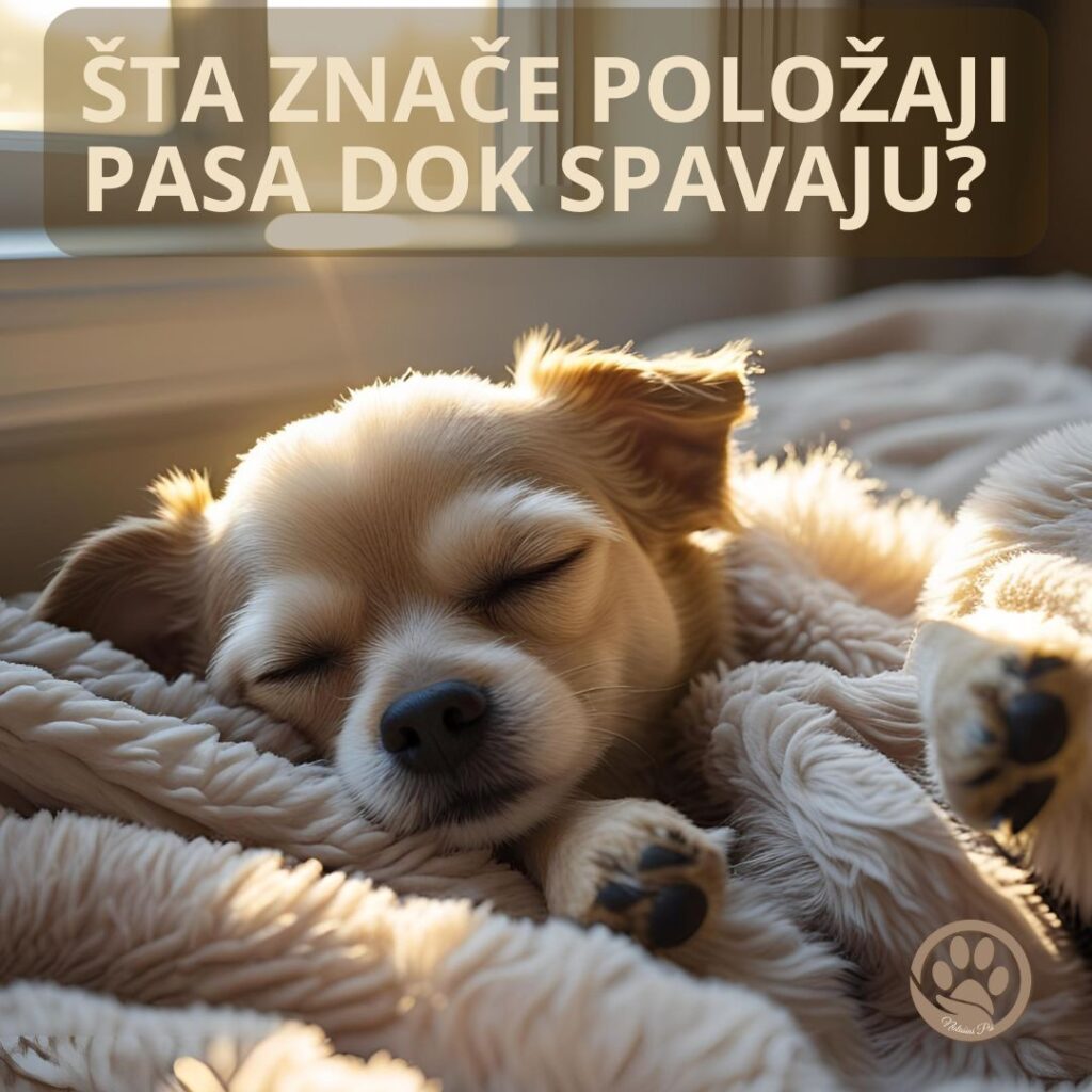 otkrivamo tajne pseceg sna