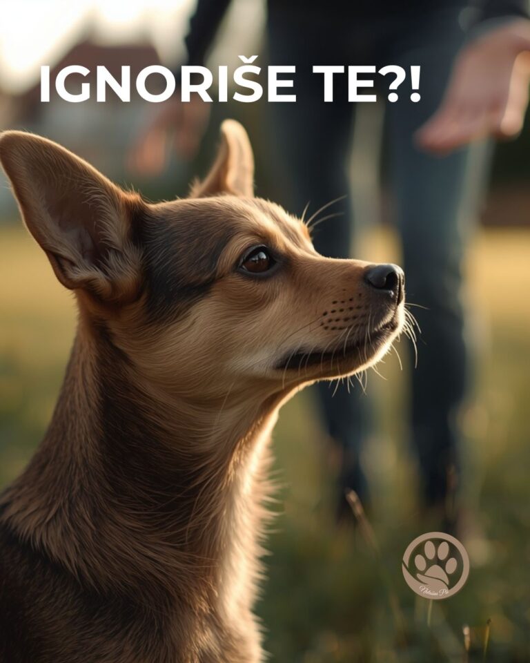 Pas ignoriše vlasnika tokom treninga i gleda na drugu stranu napolju