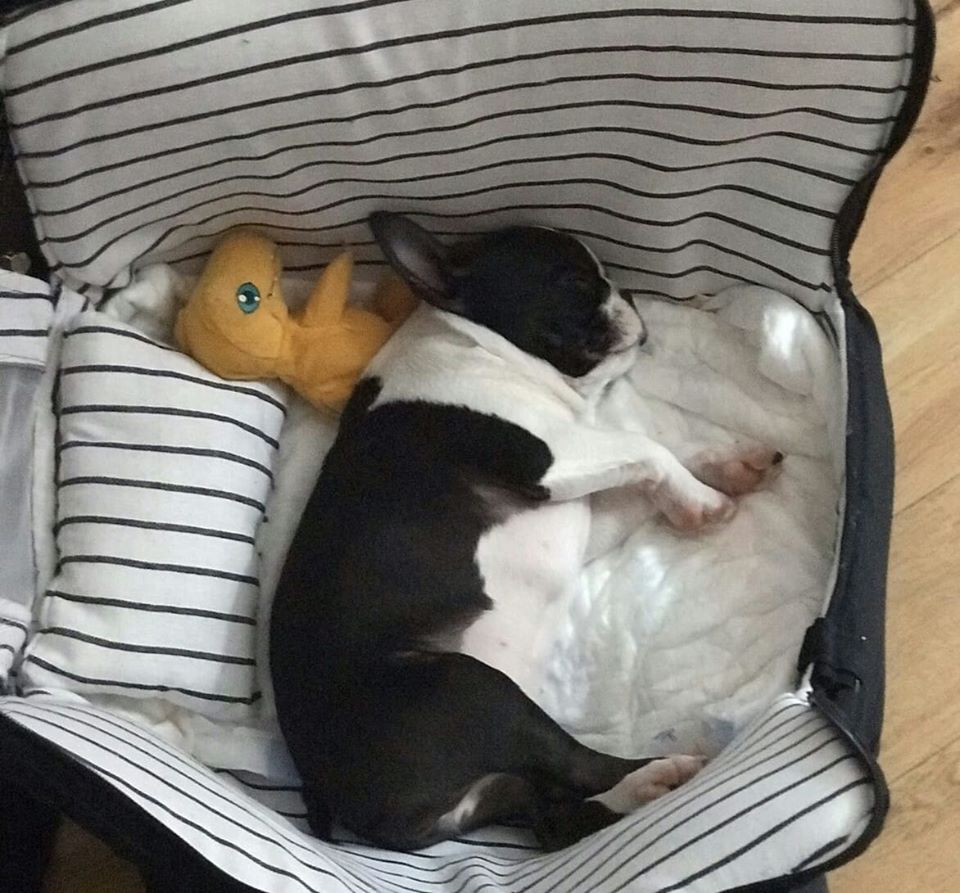 Traveling with your dog from Serbia to the EU is about to become much easier